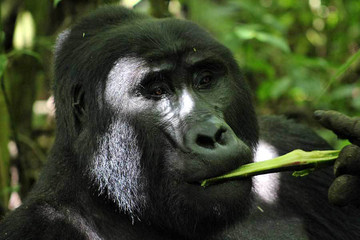 5 days uganda gorillas and wildlife safari Kampala