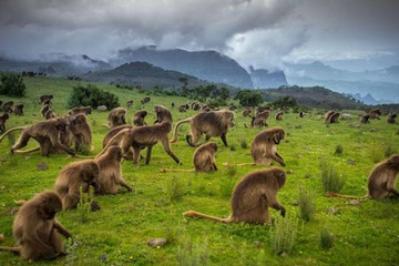 4 Days Simien Mountain Wildlife And Safari Tour Addis Ababa