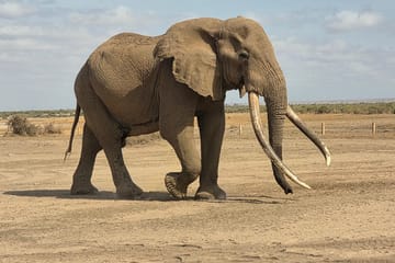 Safaris Adventure Bookers Nairobi