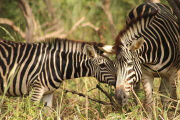 Senegal fathala park Banjul