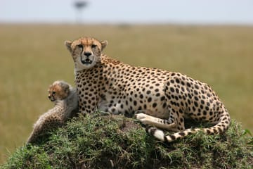 Serengeti National Park Discuvery Safari Arusha
