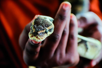 Serpentarium de l’Institut Pasteur de Côte d’Ivoire Abidjan