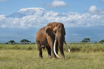 Simba paka safaris Nairobi