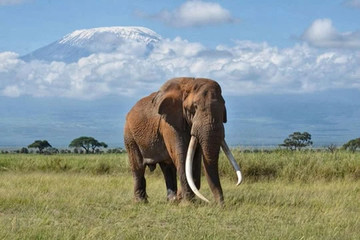 Simba paka safaris Nairobi
