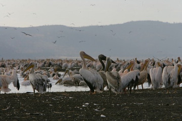 Guided Small Group Kenya Adventure Wildlife Safaris. Nairobi