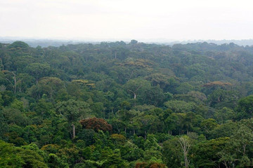 Parc National Tai Abidjan