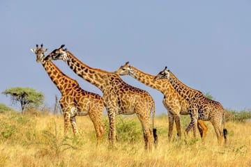 8 Day Tanzania Private Adventure Safari Arusha
