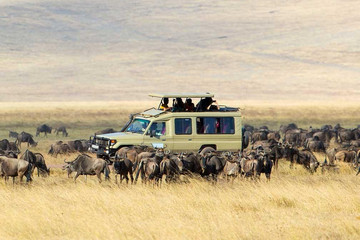 Tanzania Safari Arusha