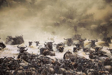 The Great Migration Safari Arusha