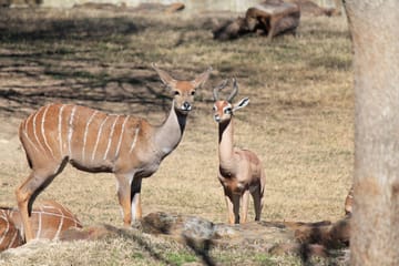 Tsavo East And West Safari Mombasa