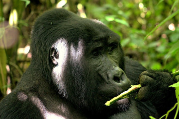 10 Days Gorillas And Game Safari In Uganda Kampala