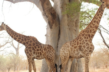 Visiter la réserve de bandia Dakar