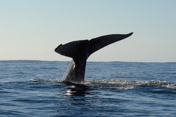 Whale discovery Antananarivo