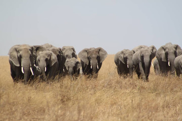 Wilderness Wonders & Zanzibar Arusha