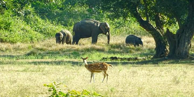 Three days murchison falls national park tour - Photo 4