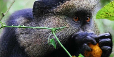 3 days rwanda gorilla trekking safari - Photo 5