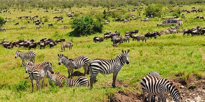 3 days maasai mara safari - Photo 2