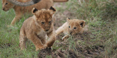 Kenya to tanzania safari adventure - Photo 6