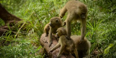 Lake Manyara Guided Day Tour from Arusha - Photo 3