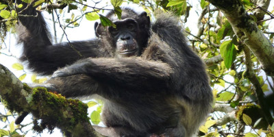 Classic rwanda safari- 10 days - Photo 4