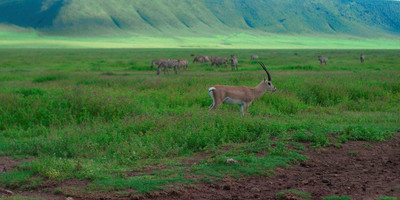 6 days tanzania camping budget safari tarangire, serengeti ,ngorongoro n.p & manyara, - Photo 14
