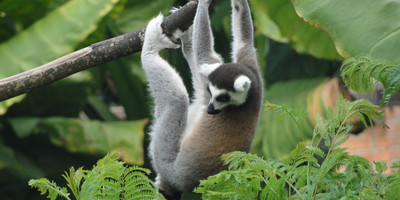 Admire lemurs on the rn7 - Photo 5