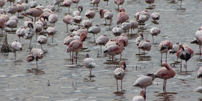 10 days breathtaking safari in uganda - Photo 4