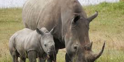 6 days masai mara wildebeest migration safari holiday - Photo 1