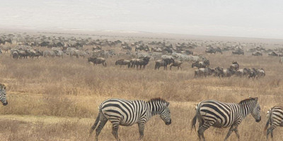  days tanzania camping (budget)safari tarangire ngorongoro - Photo 11