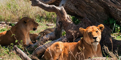 7 Day Safari to Northern Tanzania - Photo 4