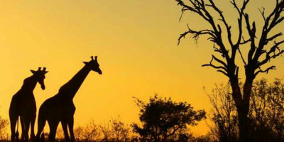 7 days serengeti migration safari - Photo 2