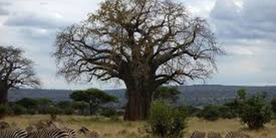 3 days northern tanzania luxury safari - Photo 2