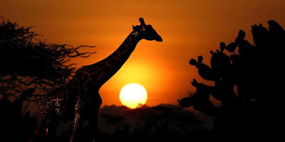  masai mara migration special - Photo 2