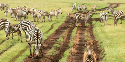 Tarangire day trip - Photo 2