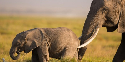 5 DAYS 4 NIGHTS KENYA SAFARIS - Photo 1