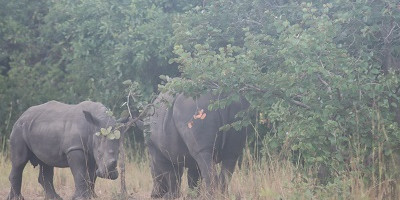 12 days breathtaking vacation safari in uganda - Photo 1