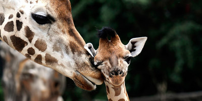 8 days incredible kenya safari experience - Photo 7