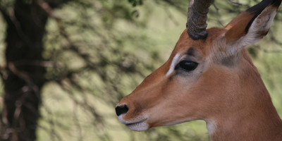 6 days serengeti migration safari in may-june - Photo 8