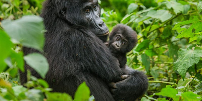 5 days gorilla tour in uganda - Photo 3