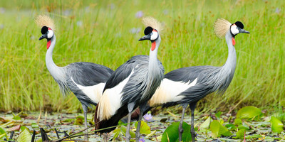 5 days uganda big five safari - Photo 1