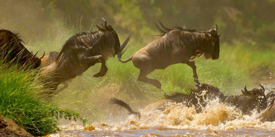 8 days masai mara wildebeest migration safari adventures - Photo 5