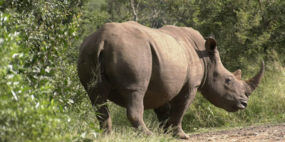 6-day wildlife safari across kenya’s top national parks - Photo 1