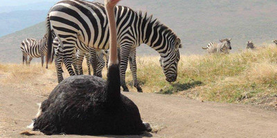 Camping safari to manyara, serengeti and ngorongoro. - Photo 7