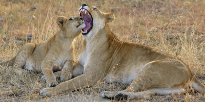 5 day serengeti big five safari. - Photo 5