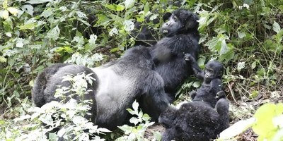 4 days safari rwanda - Photo 2