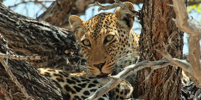 3 day tanzania wildlife safari - Photo 1