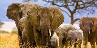 Discover amboseli: a safari of elephants and iconic views - Photo 9