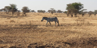 5 days tanzania private safari - Photo 12
