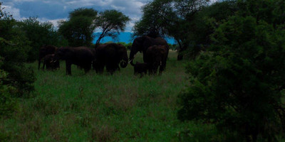  two 2 days mid-range tarangire, ngorongoro crater - Photo 3