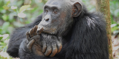 Gorilla and wildlife experience - Photo 7